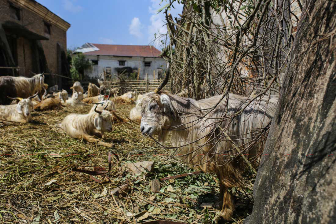 SunilPradhan_Livestock_12khariphotos (8)1664444271.JPG